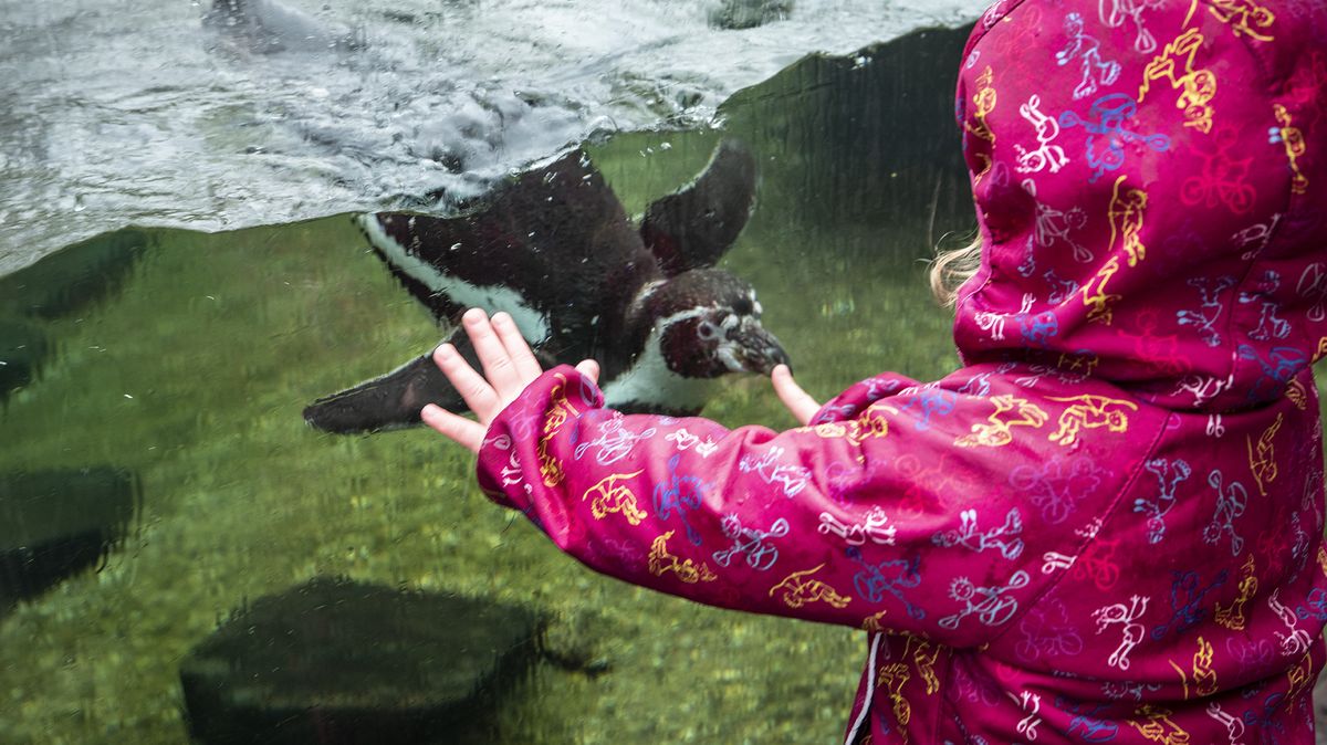 Zoo Brno zažívá klokaní baby boom, návštěvníci se mohou těšit na mláďata